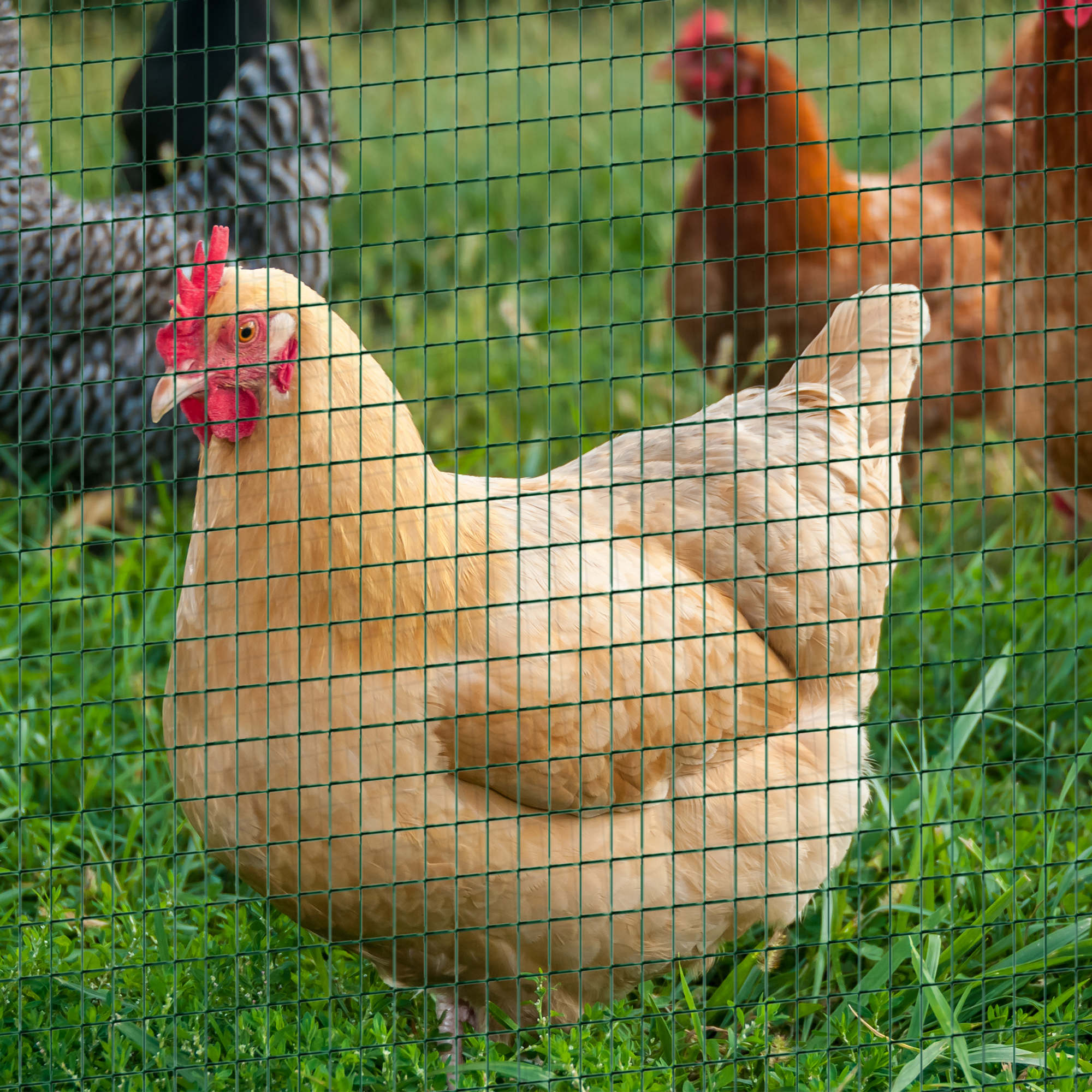 PVC Coated Steel Chicken Rabbit Mesh Fencing Wire Garden Galvanized Fence Border - Dark Green - Image 8