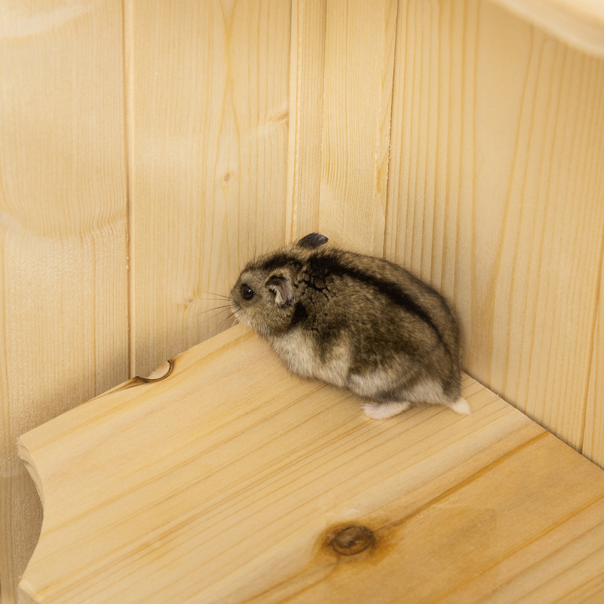 5-Tier Wooden Hamster Cage Mice Habitat Rat Habitat with Openable Top, Front Door and Storage Shelf - Natural Wood - Image 8